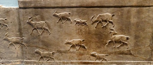 Hunting gazelle. Assyrian, about 645-635 BC From Nineveh
