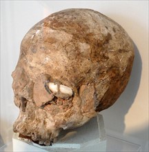 Skull moulded in plaster and pieces of shell inlaid