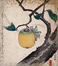 Japanese print showing a Grasshopper eating persimmon. By Hokusai 1760-1849