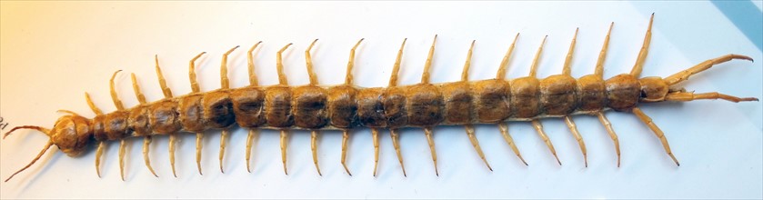 Scolopendra morsitans (Giant Centipede)