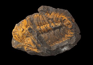 Hydrocephalus Carens, Middle Cambrian, Czech Republic