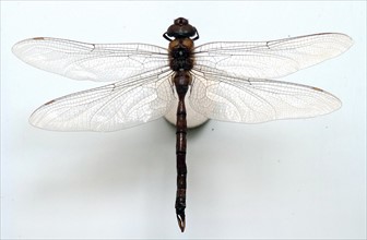 Aeshna Multicolour (Blue-eyed Darner)