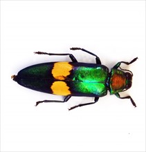 chrysochroa saundersii (Jewel Beetle)
