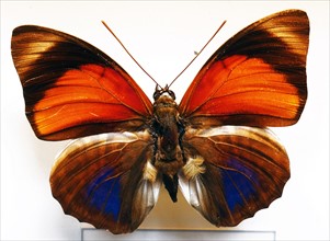 Agrias Claudina, (Dorsal View) South American