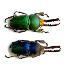 Lamprima adolphinae (Stag Beetle)