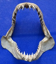 Jaw of the Isurus oxyrinchus (Shortfin Mako Shark)