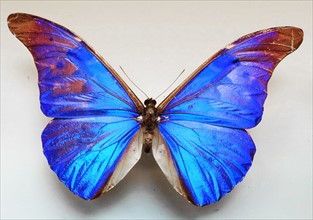 Morpho rhetenor (Neotropical Butterfly)