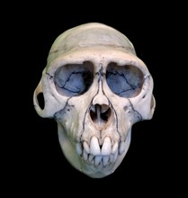 Skull of Macaca Mulatta (Rhesus Macaque)