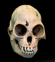 Skull of the Colobus Monkey