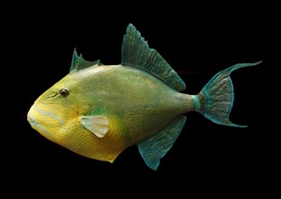 Balistes vetula (Queen Triggerfish)