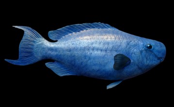 Scarus Coeruleus (Blue Parrotfish)