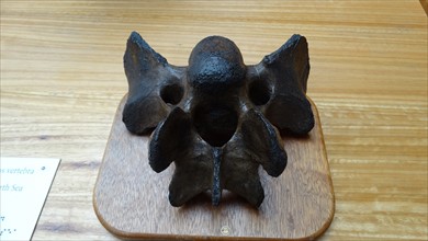 Rhinoceros vertebra, from the North Sea