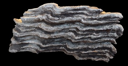 Folded phyllite