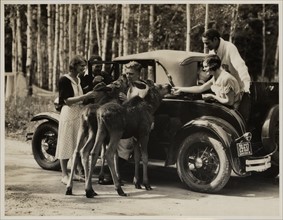 Photograph of a group of young people feeding wild life from their car in the Riding Mountain National Park, Canada
