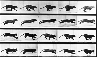 Eadweard Muybridge 'cat leaping' 1888