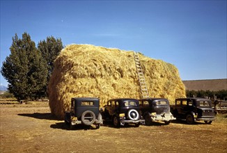Hay stack and automobile of peach pickers, Delta County, Colorado 1940