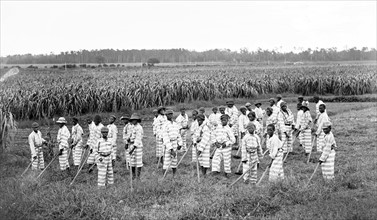 African-American convicts working in the fields in a chain gang1903