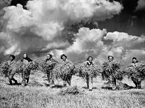 Photograph of 'land girls' during harvest time at a collective farm in the USSR