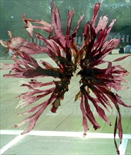 Red Seaweeds forming reef-like habitats