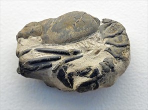 Fossil lobster from the Eocene of the Isle of Sheppey