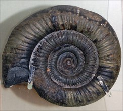 Ammonite fossil of an extinct marine animal