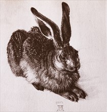 Watercolour of a young hare by Albrecht Dürer
