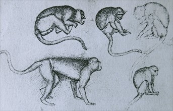 Pen sketch on monkeys by Pisanello