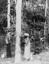 Woman gathering rubber sap from trees in Java
