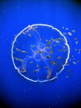 A flotilla of fish follow a transparent drifting jellyfish