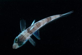 Six-inch greeneye fish