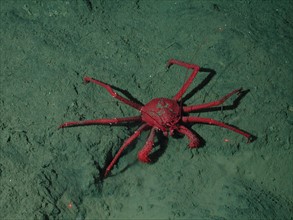 Crab on seafloor