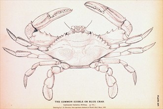 The Common Edible or Blue Crab