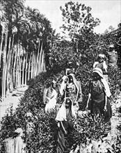 Tamil tea plantation Sri Lanka