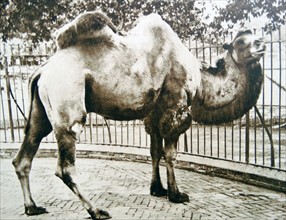 Camel at London Zoo 1925