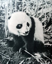 Vintage photograph of a Panda in China 1925