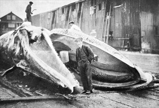 Onlookers visit the carcass of a slaughtered whale