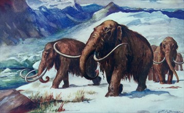Painting depicting Mammoths roaming the earth during the early ice age
