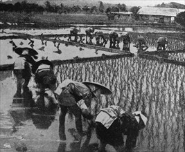 Japanese workers gather rice in a paddy Field