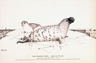 The Hooded Seal