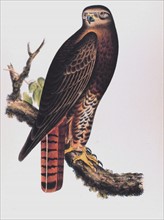 Red-Tailed Black Hawk