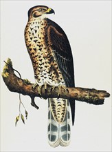 Young Western Red-Shoulder Hawk