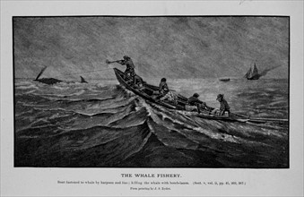 Boat fastened to whale by harpoon and line