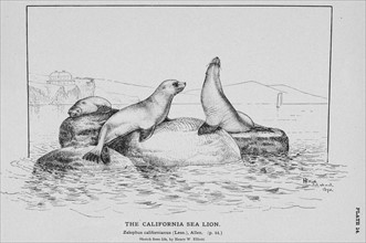 The California Sea Lion