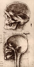 Studies of human skull