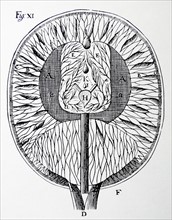 Descartes's drawing of the human brain. From Rene Descartes Opera Philosophica
