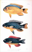 Illustration from 'The Fishes of Samoa' by David Starr Jordan and Alvin Seale