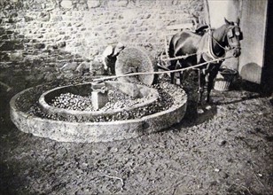 a grapes being pressed for wine