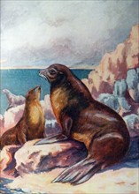 Jörgensen, Sea-Lion