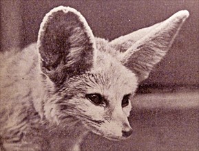 Head of Fennec fox