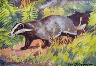 Painting of a Badger by Poul Jörgensen